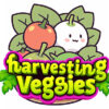 harvesting veggies